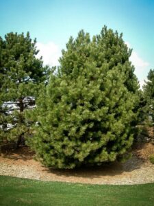 Сосна Чёрная (Pinus Nigra) купить по цене от 270.00р. в интернет-магазине «Посадика» с доставкой почтой в в Ясныйе и по всей России – [изображение №1].