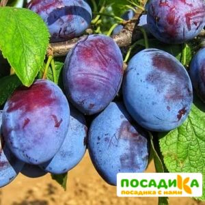 Слива Чачакская ранняя купить по цене от 229.00р. в интернет-магазине «Посадика» с доставкой почтой в в Ясныйе и по всей России – [изображение №1].