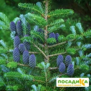 Пихта корейская (Abies koreana) купить по цене от 450.00р. в интернет-магазине «Посадика» с доставкой почтой в в Ясныйе и по всей России – [изображение №1].