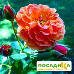 Роза Арабия купить по цене от 350.00р. в интернет-магазине «Посадика» с доставкой почтой в в Ясныйе и по всей России – [изображение №1].