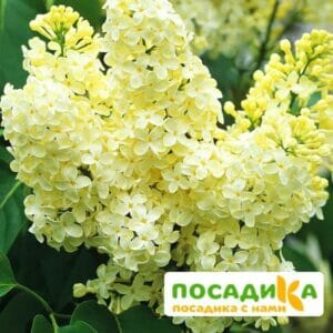 Сирень Примроуз (Primrose) купить по цене от 529.00р. в интернет-магазине «Посадика» с доставкой почтой в в Ясныйе и по всей России – [изображение №1].