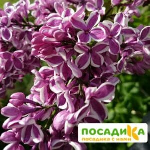 Сирень Сенсация купить по цене от 529.00р. в интернет-магазине «Посадика» с доставкой почтой в в Ясныйе и по всей России – [изображение №1].