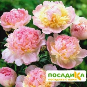 Пион Распберри Сандей (Paeonia Raspberry Sundae) купить по цене от 959р. в интернет-магазине «Посадика» с доставкой почтой в в Ясныйе и по всей России – [изображение №1].