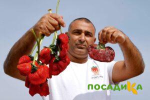 Клубника Гигант Джорнея купить по цене от 266р. в интернет-магазине «Посадика» с доставкой почтой в в Ясныйе и по всей России – [изображение №1].