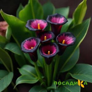 Калла Аура Лейс купить по цене от 400р. в интернет-магазине «Посадика» с доставкой почтой в в Ясныйе и по всей России – [изображение №1].