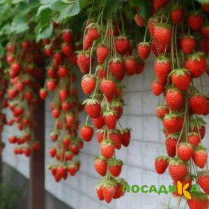 Клубника вьющаяся Комплимент купить по цене от 470р. в интернет-магазине «Посадика» с доставкой почтой в в Ясныйе и по всей России – [изображение №1].