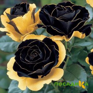 Роза Ханни Сикл купить по цене от 700р. в интернет-магазине «Посадика» с доставкой почтой в в Ясныйе и по всей России – [изображение №1].