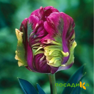 Тюльпан Экзотик Хэвен купить по цене от 186р. в интернет-магазине «Посадика» с доставкой почтой в в Ясныйе и по всей России – [изображение №1].