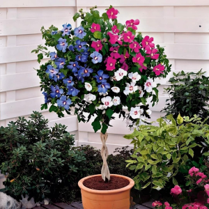 Гибискус-Дерево Триколор купить по цене от 289р. в интернет-магазине «Посадика» с доставкой почтой в в Ясныйе и по всей России – [изображение №1].