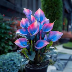 Калла Импрессия купить по цене от 590р. в интернет-магазине «Посадика» с доставкой почтой в в Ясныйе и по всей России – [изображение №1].