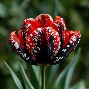 Тюльпан Вельвет Файер купить по цене от 394р. в интернет-магазине «Посадика» с доставкой почтой в в Ясныйе и по всей России – [изображение №1].