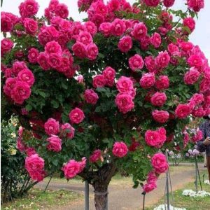 Роза Версаля купить по цене от 232р. в интернет-магазине «Посадика» с доставкой почтой в в Ясныйе и по всей России – [изображение №1].