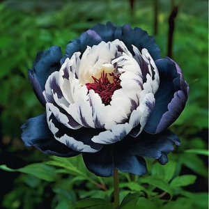 Пион Древовидный Инь-Янь купить по цене от 419р. в интернет-магазине «Посадика» с доставкой почтой в в Ясныйе и по всей России – [изображение №1].