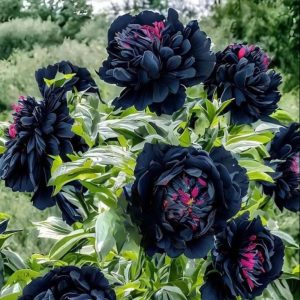 Пион древовидный Сердце Афродиты купить по цене от 600р. в интернет-магазине «Посадика» с доставкой почтой в в Ясныйе и по всей России – [изображение №1].