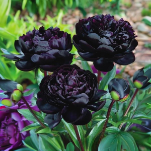 Пион Королевский Бархат купить по цене от 419р. в интернет-магазине «Посадика» с доставкой почтой в в Ясныйе и по всей России – [изображение №1].