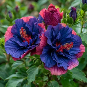 Гибискус Роуз Шайн купить по цене от 360р. в интернет-магазине «Посадика» с доставкой почтой в в Ясныйе и по всей России – [изображение №1].