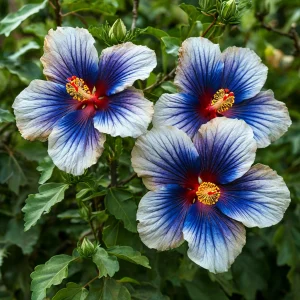 Гибискус Илюжн Вилью купить по цене от 259р. в интернет-магазине «Посадика» с доставкой почтой в в Ясныйе и по всей России – [изображение №1].