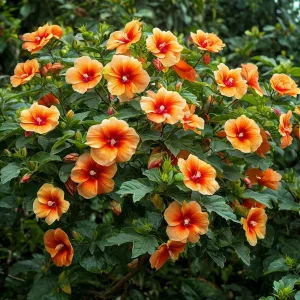 Гибискус Кристал Рэй купить по цене от 458р. в интернет-магазине «Посадика» с доставкой почтой в в Ясныйе и по всей России – [изображение №1].