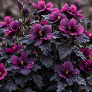 Гибискус Корал Чарм купить по цене от 271р. в интернет-магазине «Посадика» с доставкой почтой в в Ясныйе и по всей России – [изображение №1].