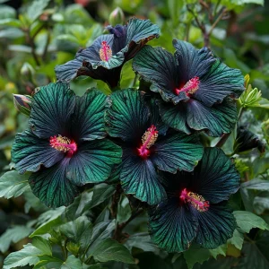 Гибискус Пикок Плюм купить по цене от 490р. в интернет-магазине «Посадика» с доставкой почтой в в Ясныйе и по всей России – [изображение №1].