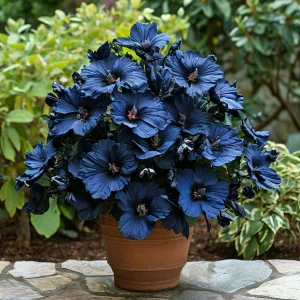 Гибискус Селестиал Флейм купить по цене от 326р. в интернет-магазине «Посадика» с доставкой почтой в в Ясныйе и по всей России – [изображение №1].