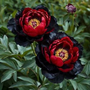 Пион Эбеновый Рубин купить по цене от 419р. в интернет-магазине «Посадика» с доставкой почтой в в Ясныйе и по всей России – [изображение №1].