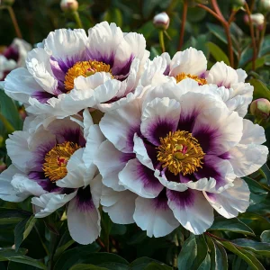 Пион Эко Саммер купить по цене от 548р. в интернет-магазине «Посадика» с доставкой почтой в в Ясныйе и по всей России – [изображение №1].