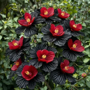 Гибискус Ройял Афеа купить по цене от 460р. в интернет-магазине «Посадика» с доставкой почтой в в Ясныйе и по всей России – [изображение №1].