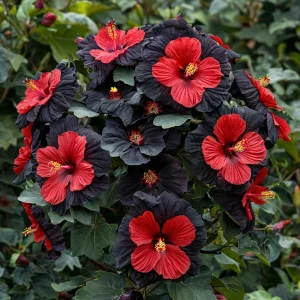 Гибискус Шиммеринг купить по цене от 720р. в интернет-магазине «Посадика» с доставкой почтой в в Ясныйе и по всей России – [изображение №1].