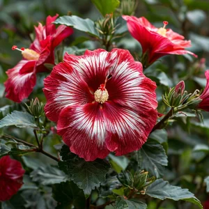 Гибискус Пурпл Мистик купить по цене от 360р. в интернет-магазине «Посадика» с доставкой почтой в в Ясныйе и по всей России – [изображение №1].