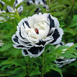 Пион Монохромный Шик купить по цене от 429р. в интернет-магазине «Посадика» с доставкой почтой в в Ясныйе и по всей России – [изображение №1].