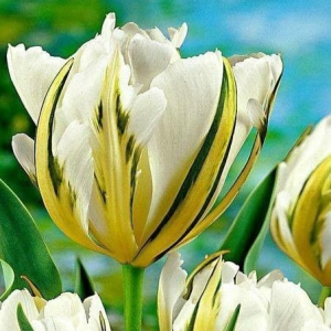 Тюльпан Экзотик Пуруссима купить по цене от 305р. в интернет-магазине «Посадика» с доставкой почтой в в Ясныйе и по всей России – [изображение №1].