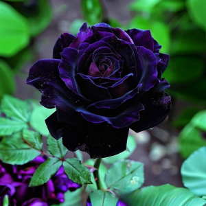Роза Блэк Пантер купить по цене от 319р. в интернет-магазине «Посадика» с доставкой почтой в в Ясныйе и по всей России – [изображение №1].