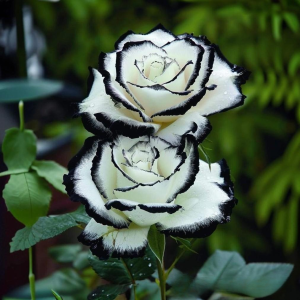 Роза Силк Ивин купить по цене от 319р. в интернет-магазине «Посадика» с доставкой почтой в в Ясныйе и по всей России – [изображение №1].